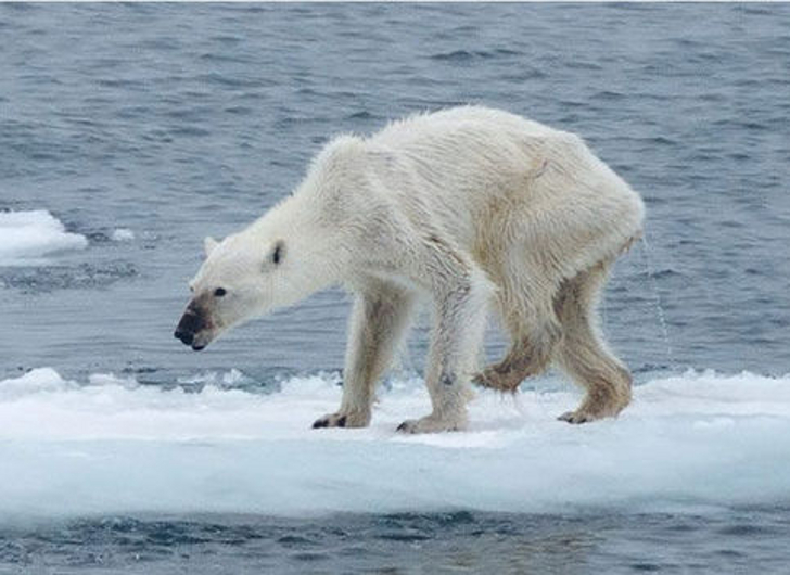 Emaciated Polar Bear