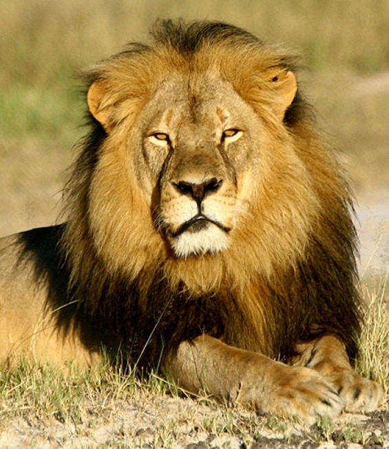 King Cecil